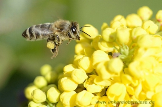 Biene im Anflug auf Mahonie
