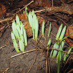 Narzissen begrüssen den Frühling