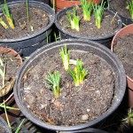 Die Opfer - abgebissene Krokusse