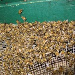 Tote Bienen im Beutenboden