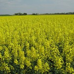 Vollblüte Raps (0977)